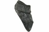 Partial, Fossil Megalodon Tooth #189903-1